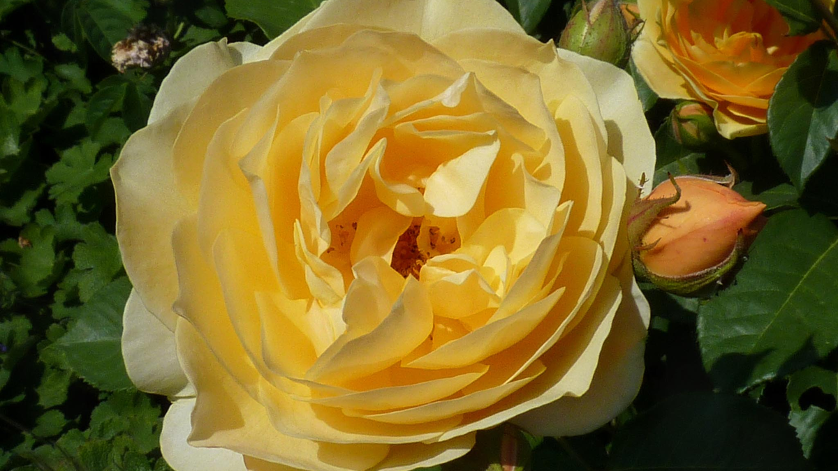 Graham Thomas®, Austin, 1983, Английские розы 