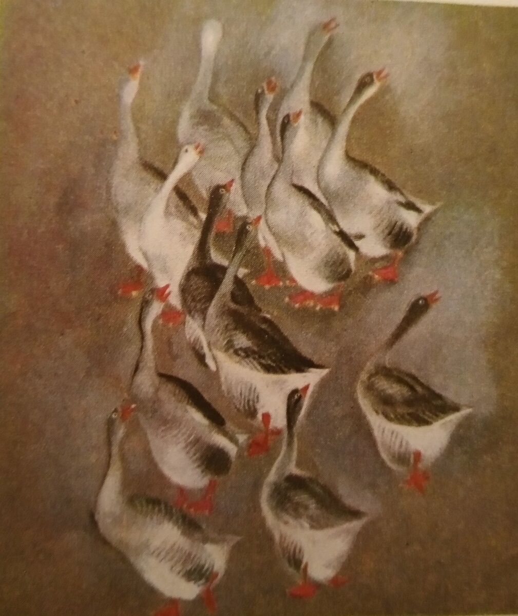 Домашние гуси.