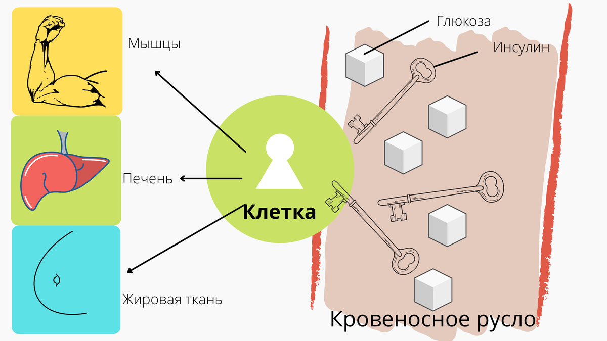 Потребители глюкозы: жировая ткань, мышцы, печень. Глюкоза попадает в клетку только если есть инсулин. 