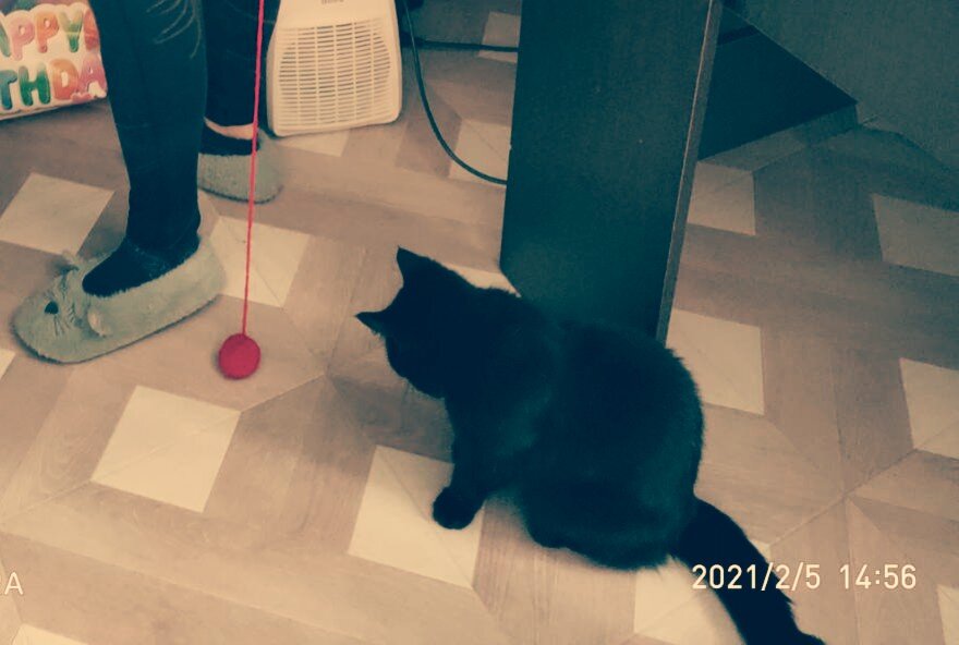 У кошки чёрный хвост, а у меня - красный.