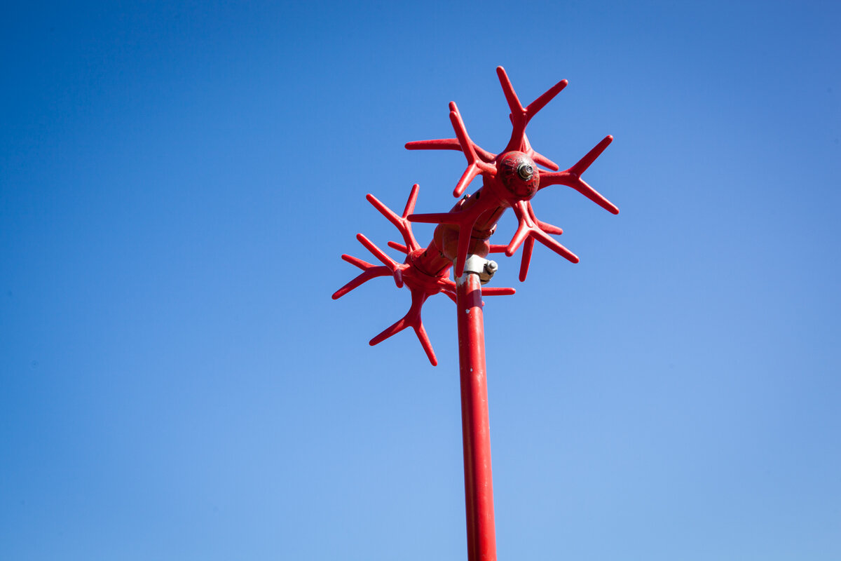 Так выглядит верга - главный инструмент для сбора оливок (фото из архива автора)