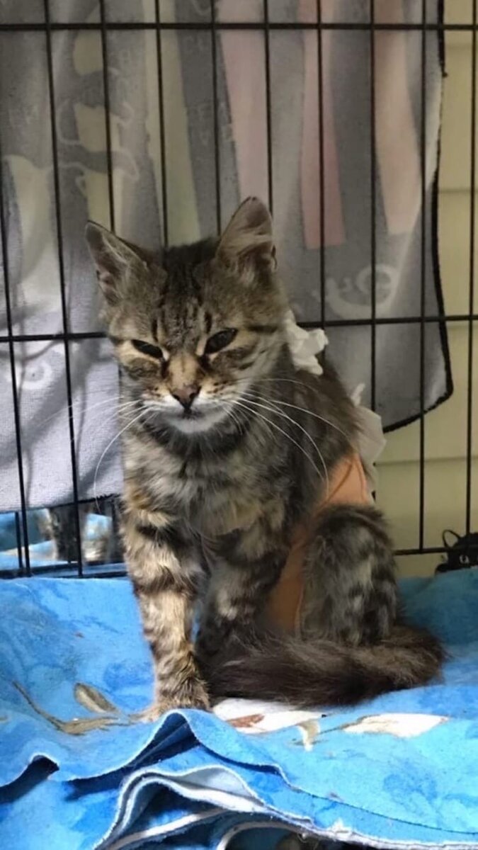 В приюте после улицы 