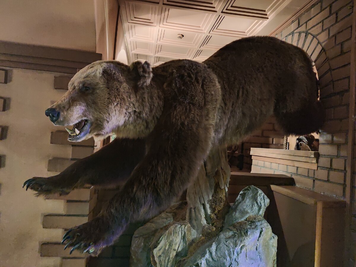 Медвежатины, кстати, в меню нет