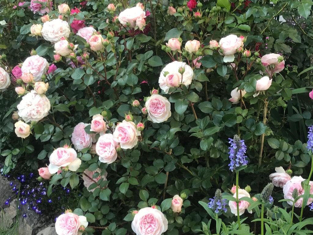 Фото из сада Ольги Протасовой