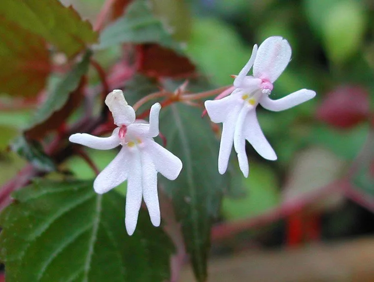 Орхидея балерина Caladenia melanema