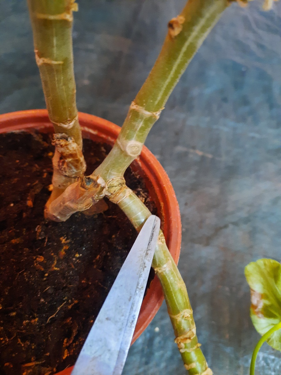 Надломленная ветка. Фото автора