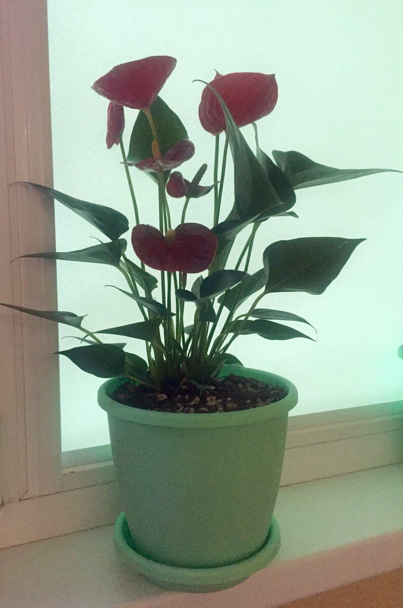 Вот оно мое "Мужское счастье"