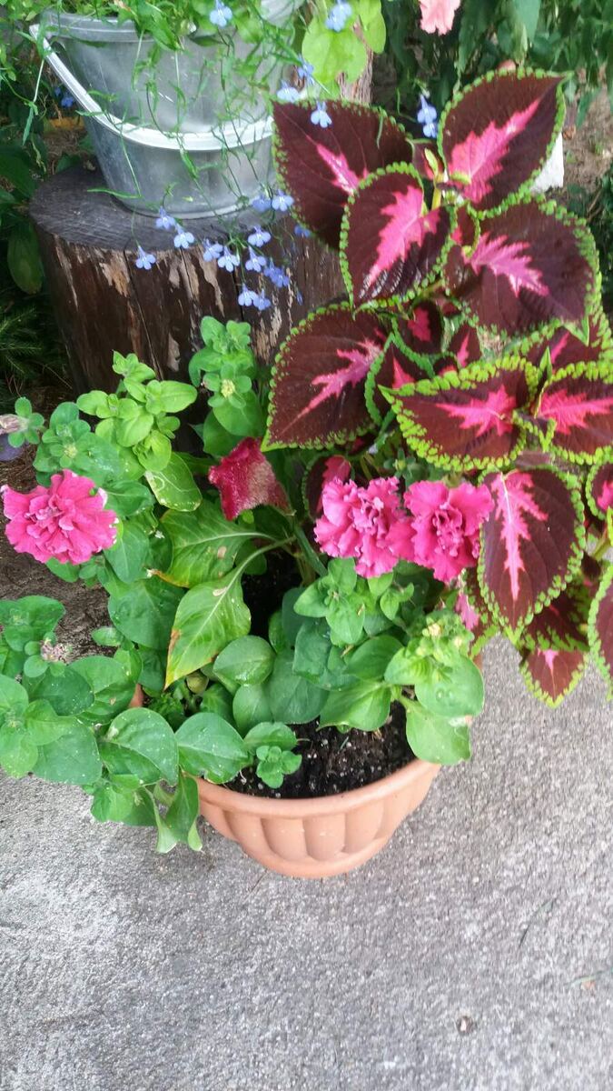 Колеус в горшке 