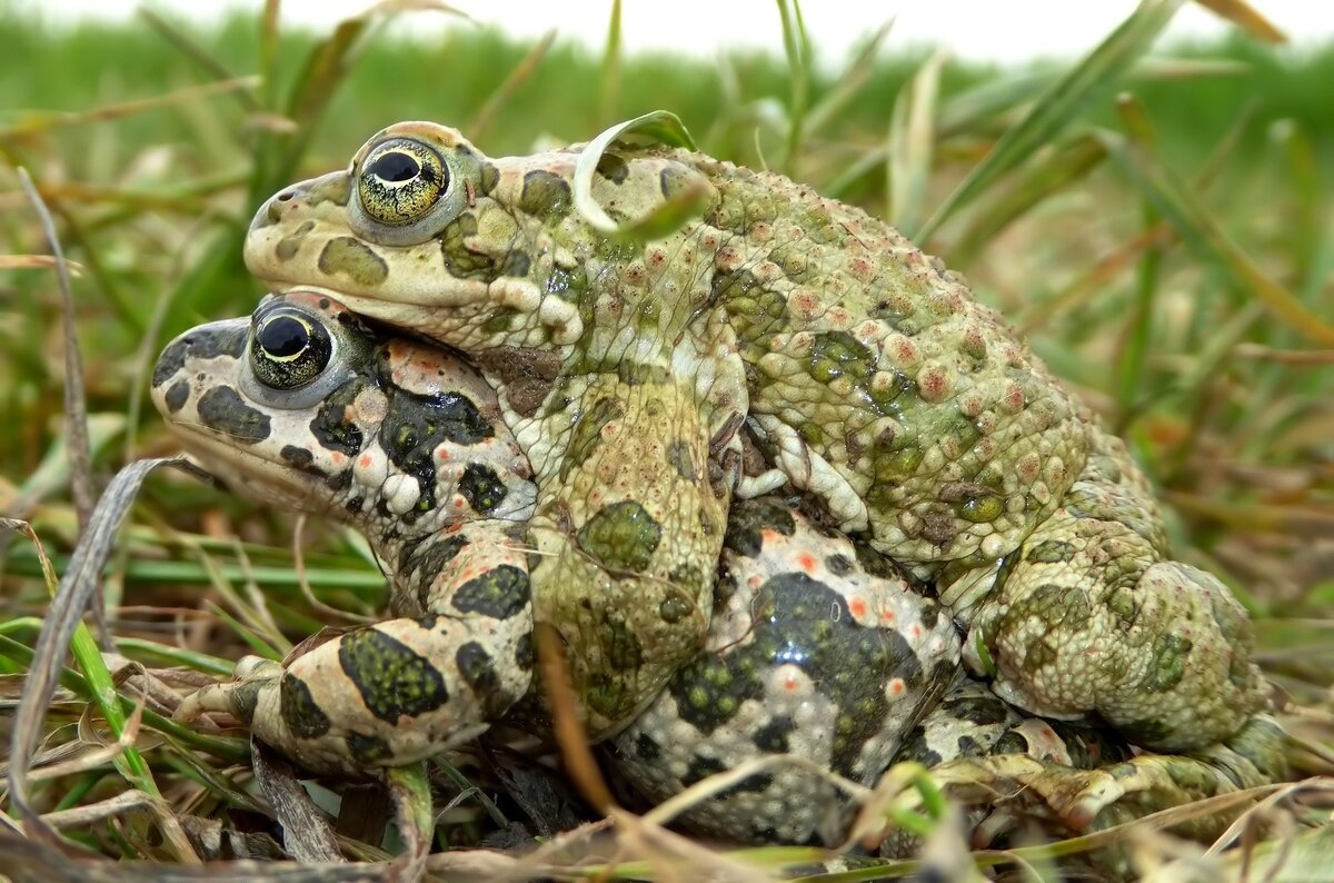 Земноводные Крыма: Зелёная жаба (Bufotes viridis, или Bufo viridis  Laurenti, 1768.) | Чердак А.Б. Репетитор по биологии и химии. | Дзен