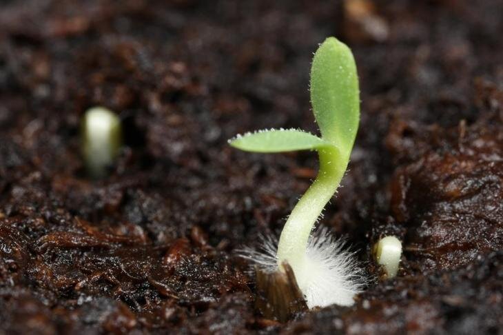 Какие условия необходимы семенам для прорастания?