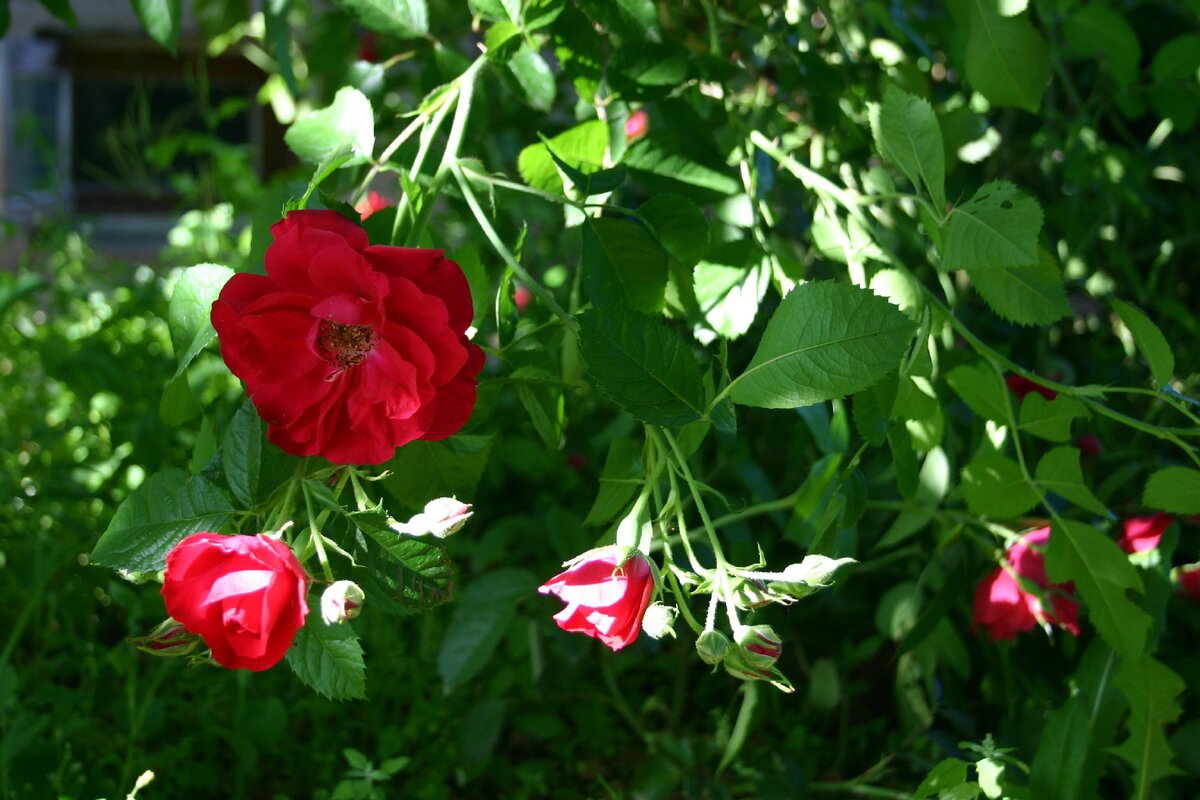 Первые бутоны начинают раскрываться