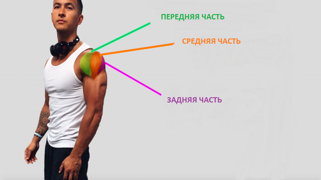 Три пучка дельтовидной мышцы 