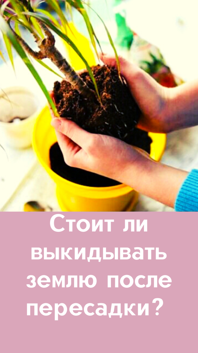 Можно ли использовать землю для комнатных растений повторно? | Flowers .