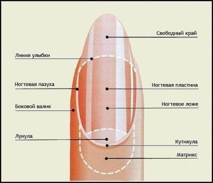 Фото https://imennails.ru/stroenie-nogtya-na-rukah-i-nogah-shema-anatomiya-funktsii-i-osobennosti-stroeniya-nogtevoj-plastiny/