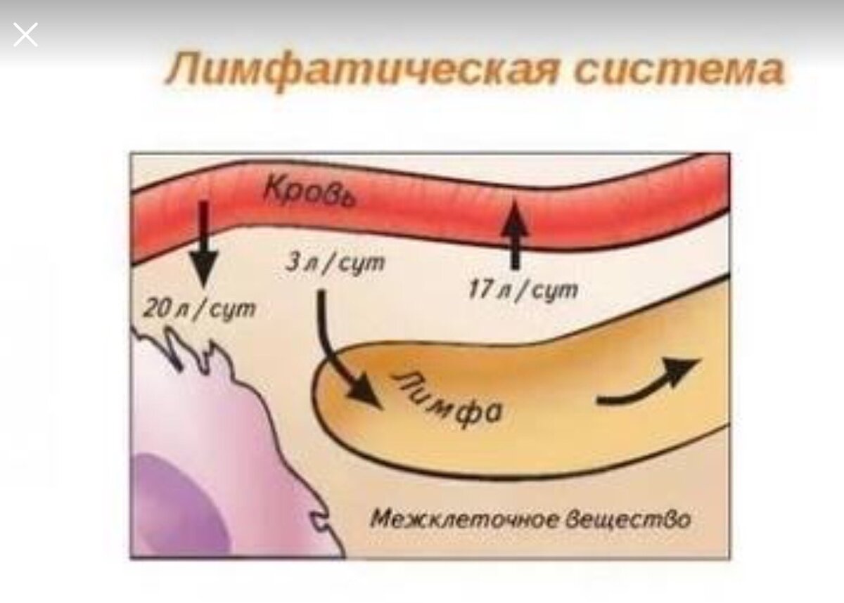 Лимфосистема у каждого работает по своему, как она работает – вот такая у  нас и жизнь | Живи с Пользой! Оливадар | Дзен
