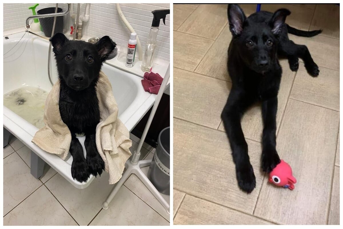 Фото: Центр реабилитации животных «Верность»