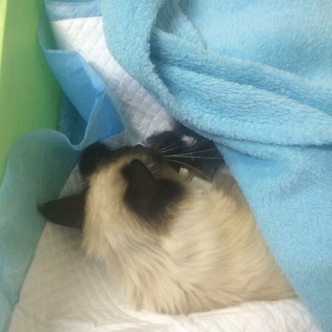 Источник: группа Фонда "Собака счастья" во ВКонтакте