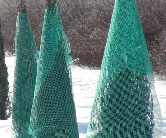 Закрытые на зиму ели