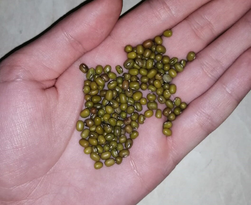 Как выглядит маш