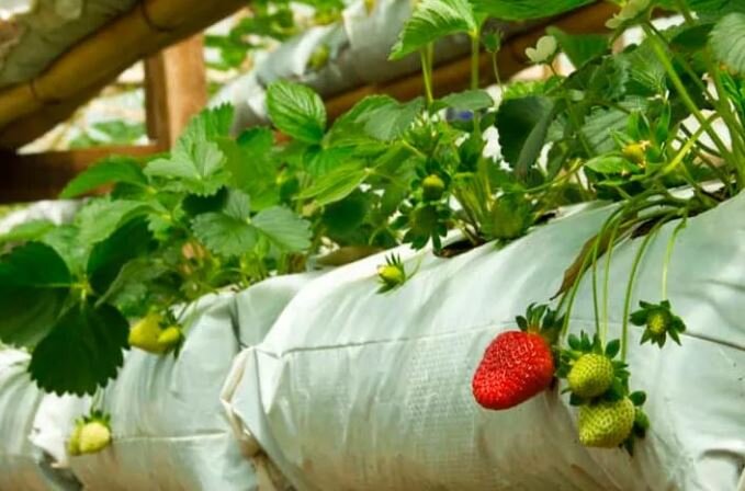 клубника в субстрате