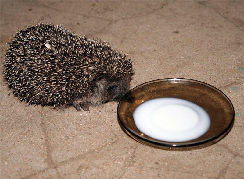 Фото из Yandex