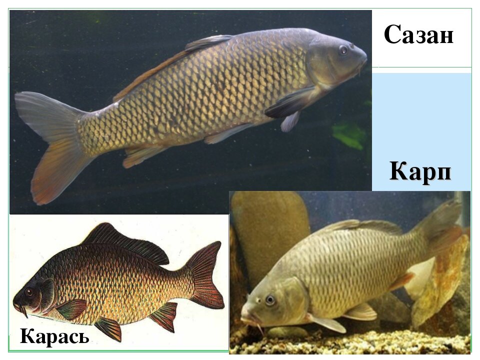 Рыба гибрид фото и описание