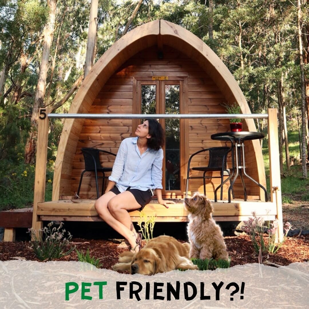 Отдых с собакой