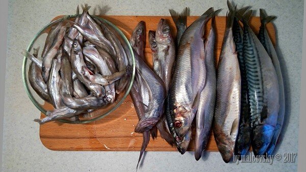 Рыба для гарума