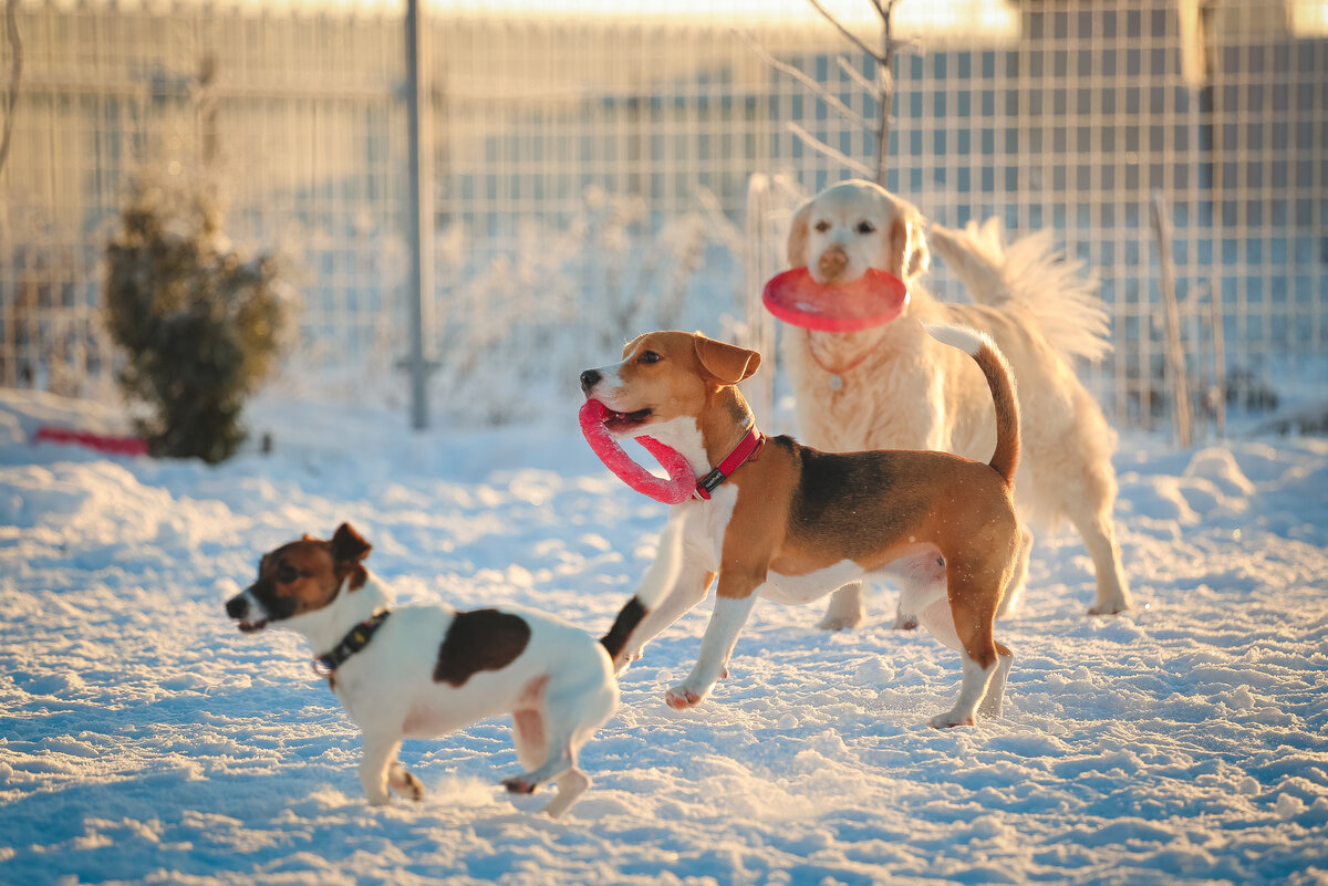 Фото с личного профиля https://dogsy.ru/sitter/163169