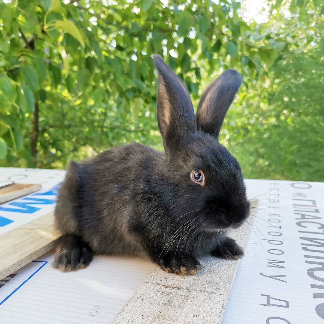 Результат первого окрола 