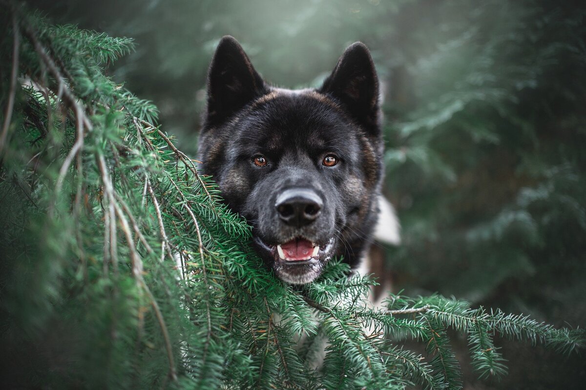 Источник фото: pixabay.com