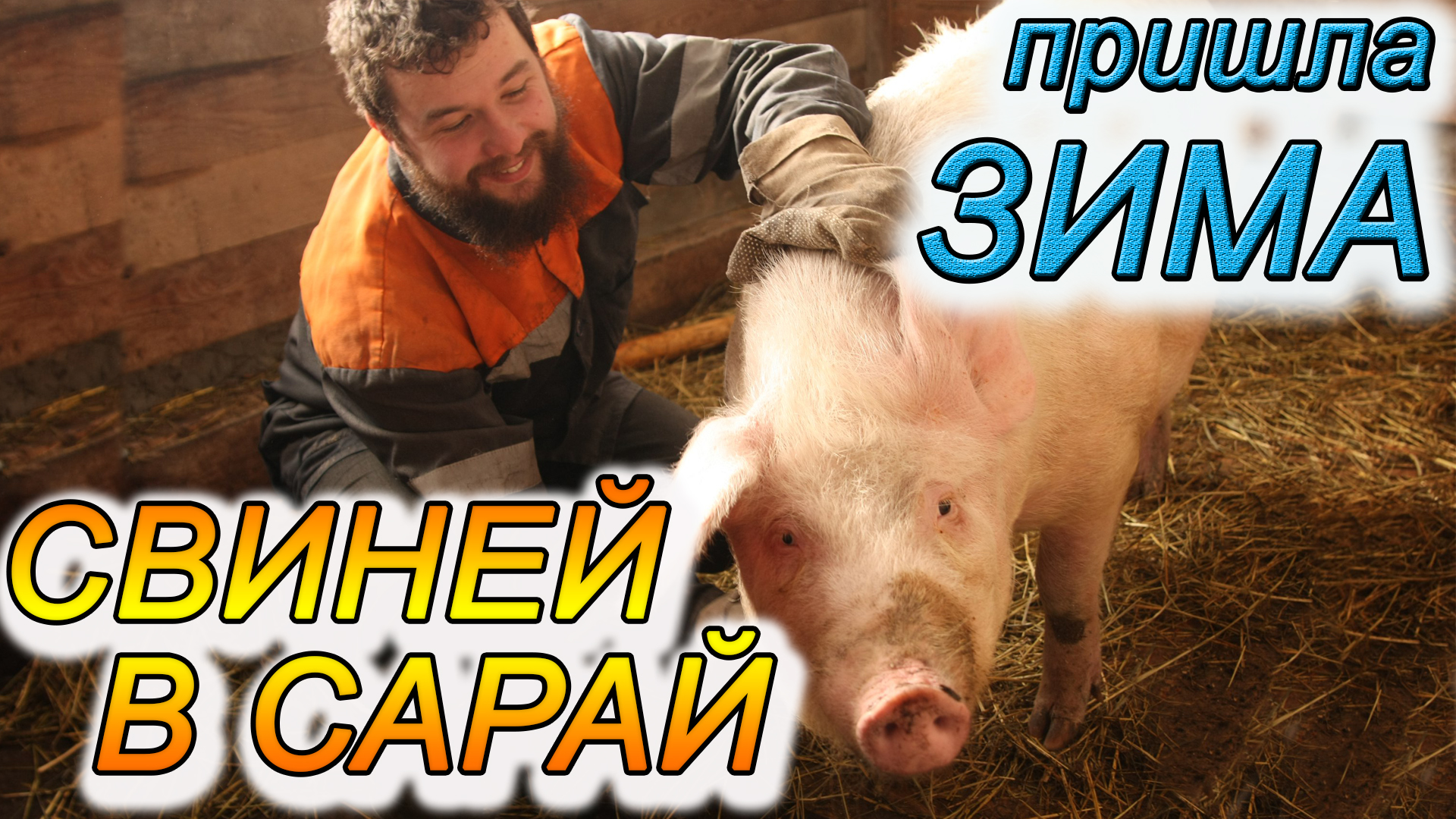 Ветеринария свиней | Дезинфекция свинарника