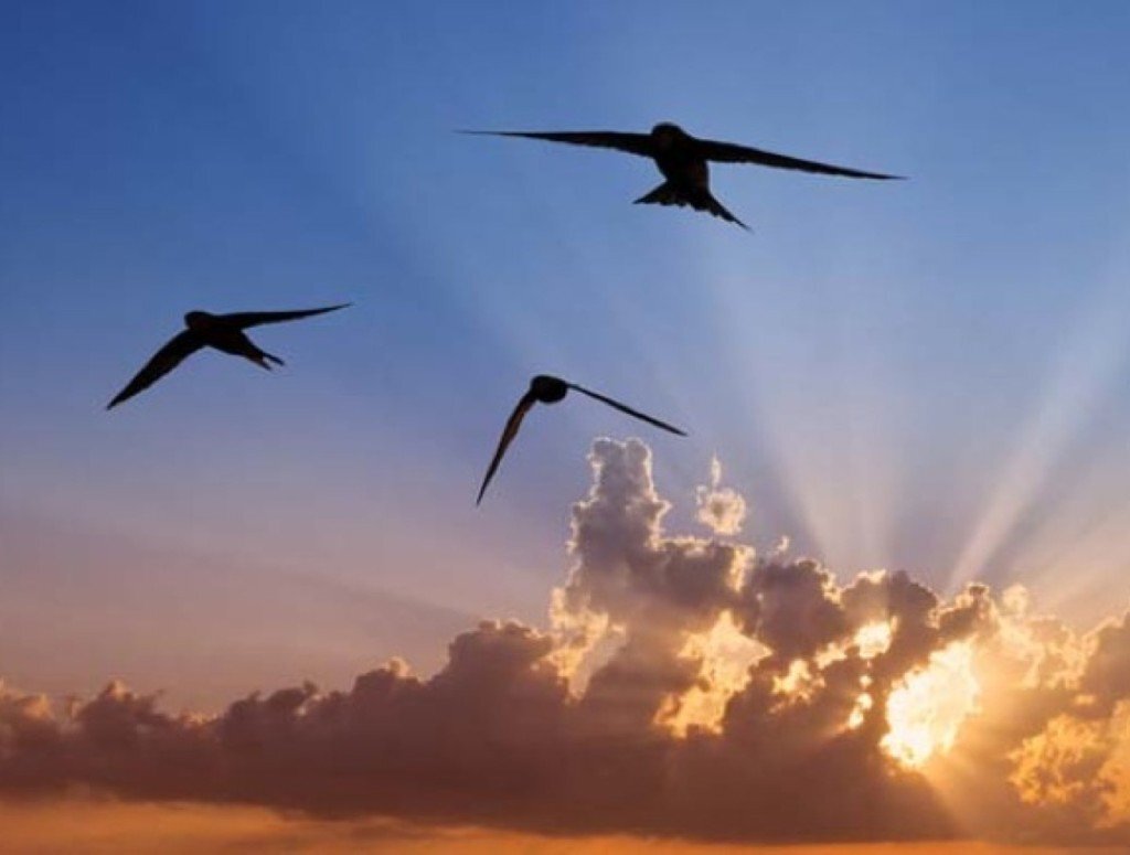 Стрижики скоро прилетят.