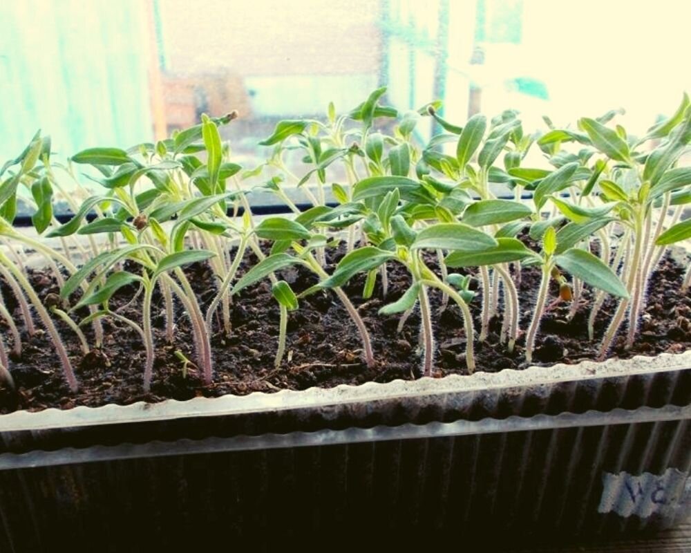 Томаты выращивание рассады из семян в домашних