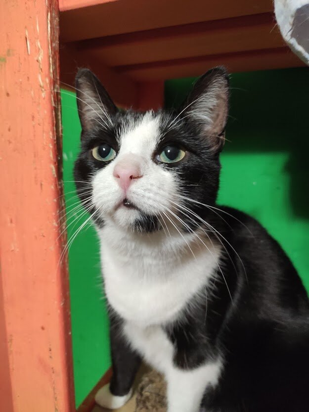 Смешная "стесняшка" Пеппи в Приюте