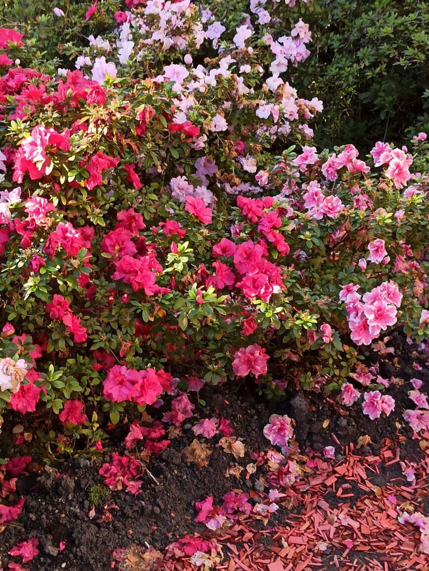 Сочи ( январь 2021)