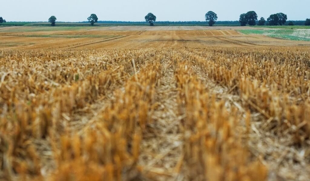 Фото из свободного доступа