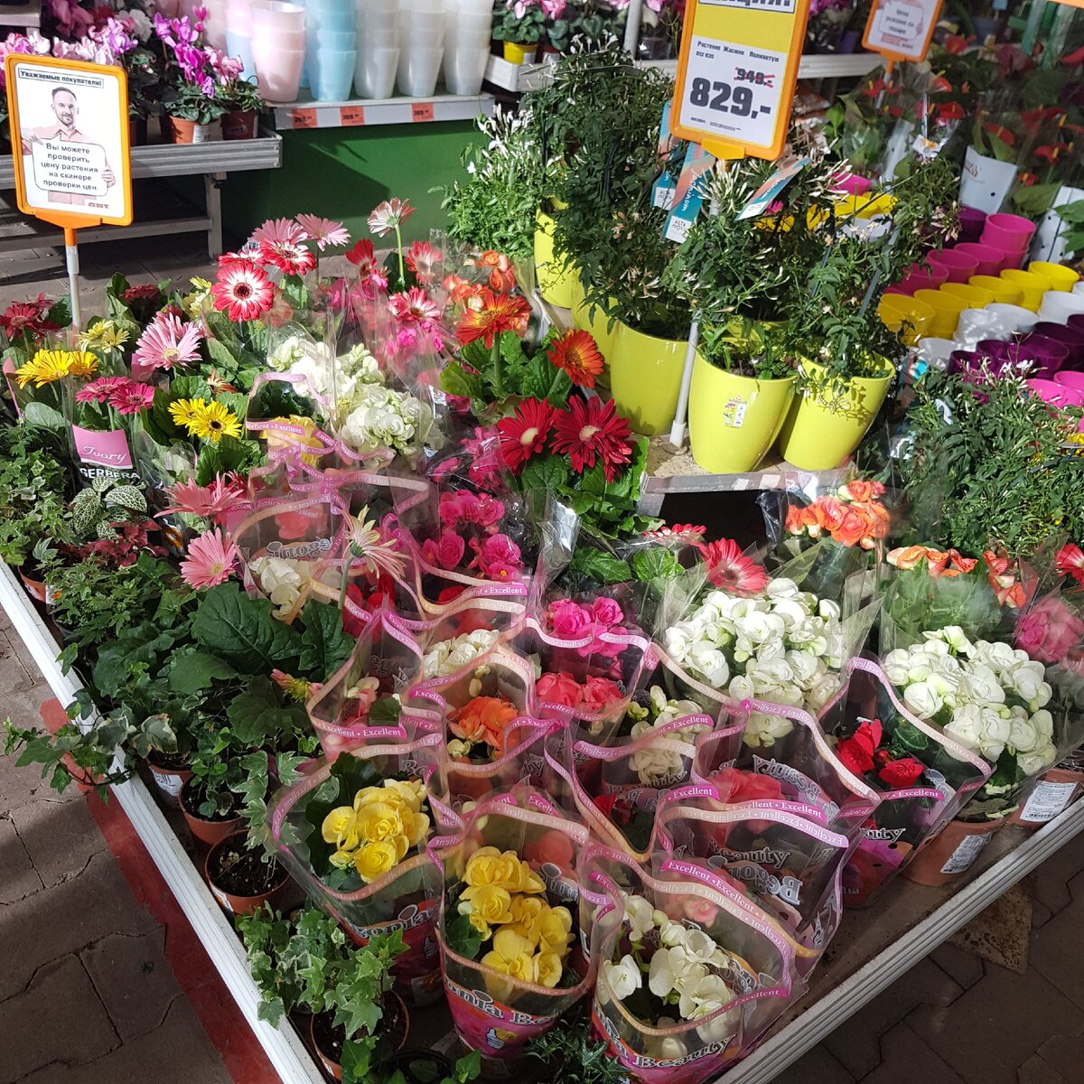 Бегонии по 370 руб.