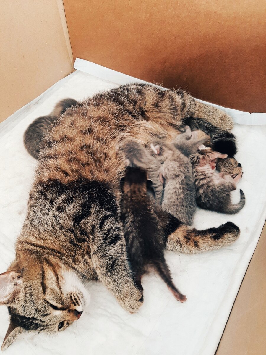 Фото из личного архива. Мила с котятами