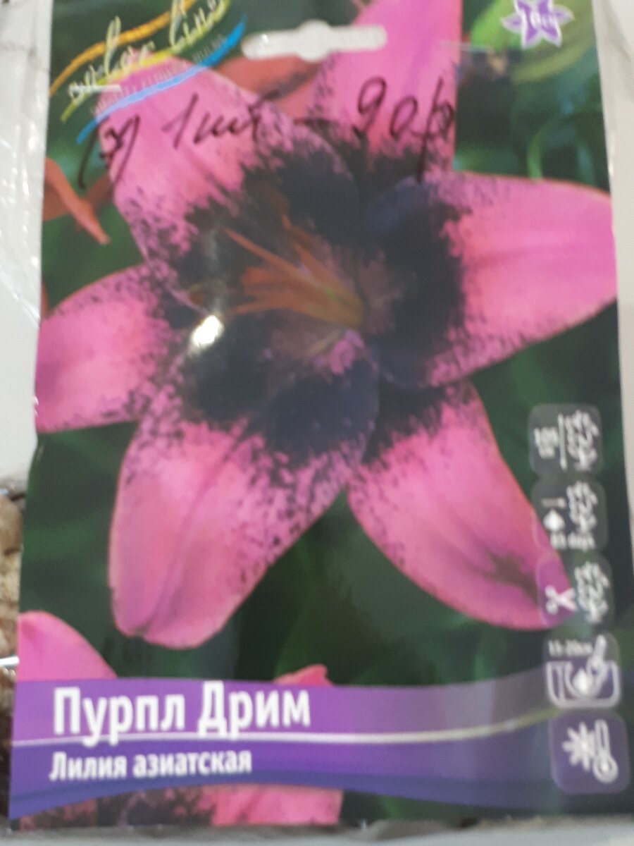 Моя покупка- лилия Пурпл Дрим