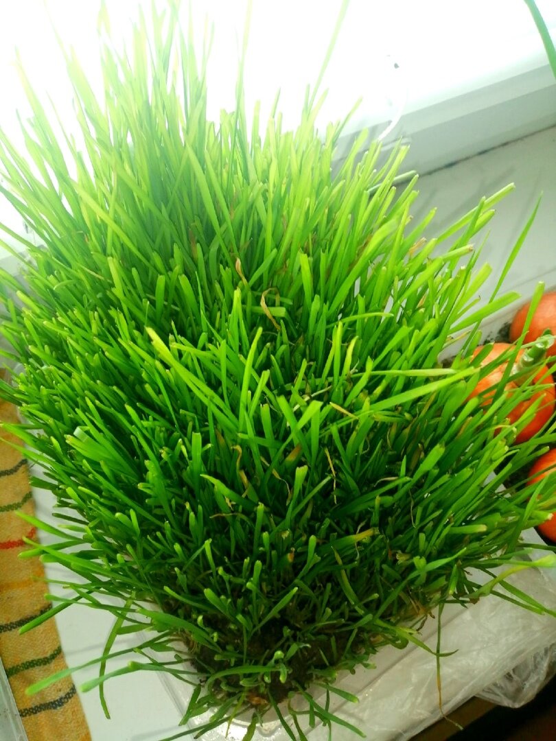 Ну красота же! Особенно когда на улице еще метели метут 