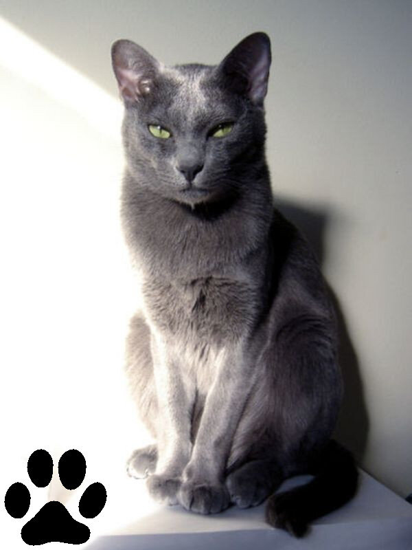 7 самых красивых пород кошек с серым окрасом | Котоскоп | Дзен
