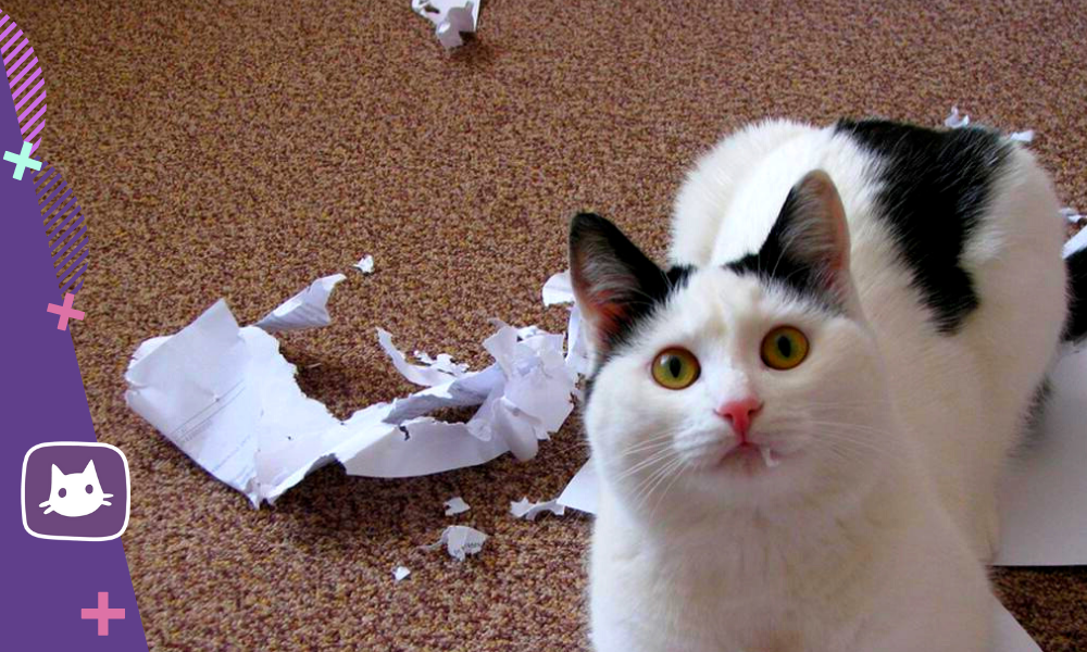 Кот с бумажками на лапах мем Awkward Half-Cat Inspires Hilarious Photoshop Battle (75 Pics) Cat memes, Cat si