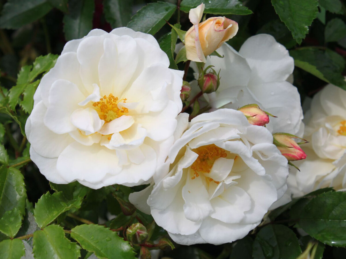 Diamant® (Диамант), Kordes Германия, 2001, почвопокровные.