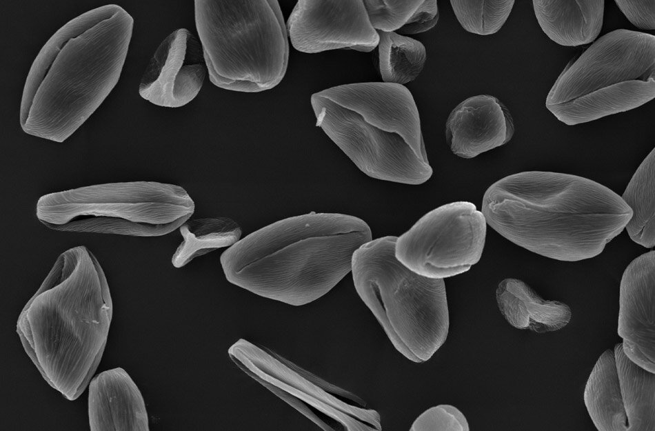 Пыльца гречихи под микроскопом. Виды пыльцы под микроскопом. Пыльца люцерны под микроскопом. Аллергия под микроскопом. Пыльца сердце