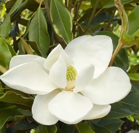 Магнолия Грандифлора вечнозеленая — выращиваем в России.