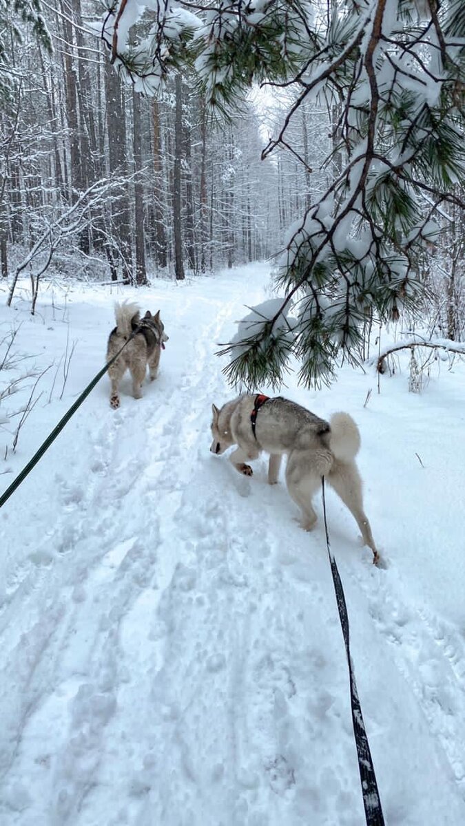 Маламут Скай и хаски Зима - шерстяные тренеры по бегу Endeavour Tour