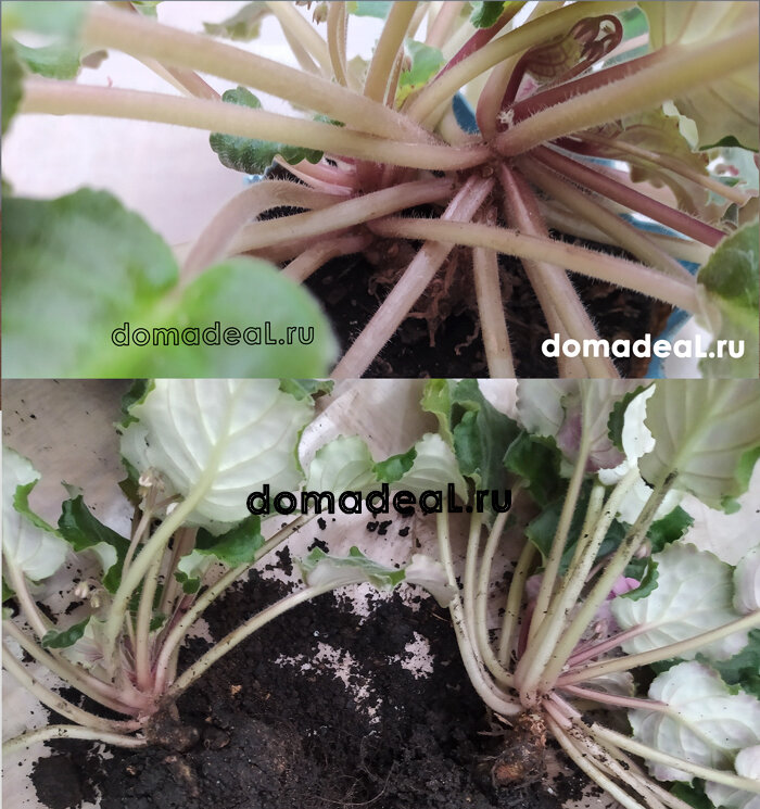 пересадки фиалки