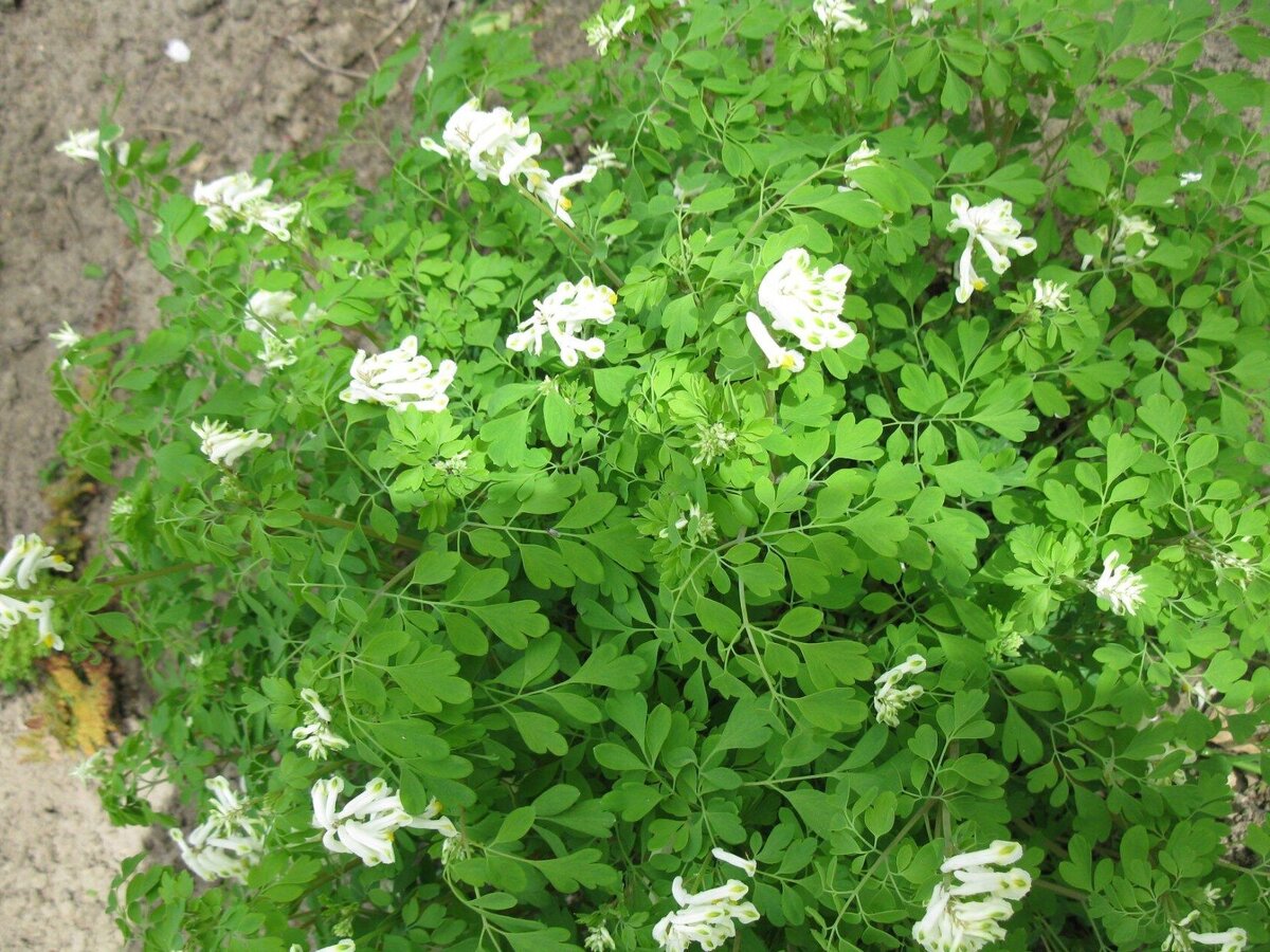 Хохлатка Белая