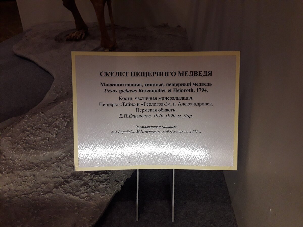 Кости пещерного медведя собрали в пещерах под Пермью. Фото тавтора.